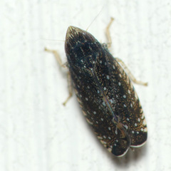 Scaphytopius frontalis