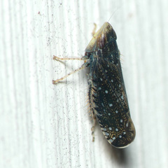Scaphytopius frontalis