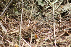 Platycnemis pennipes