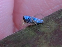 Phintella bifurcilinea