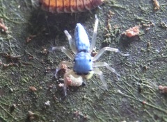 Phintella bifurcilinea