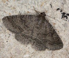 Matigramma pulverilinea