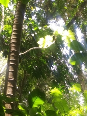 Cecropia schreberiana