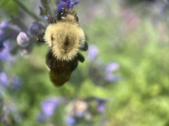 Bombus citrinus