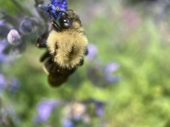 Bombus citrinus