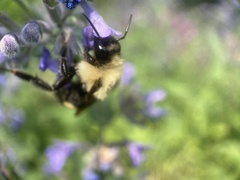 Bombus citrinus
