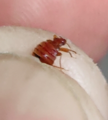 Cimex lectularius
