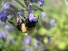 Bombus citrinus