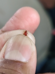 Cimex lectularius