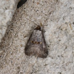 Hyperstrotia flaviguttata