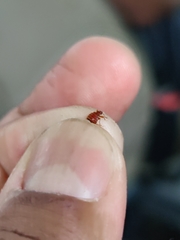 Cimex lectularius