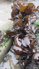 Mazzaella laminarioides