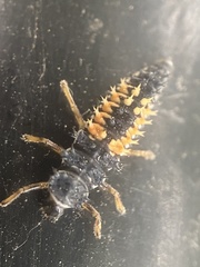 Harmonia axyridis