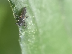 Harmonia axyridis