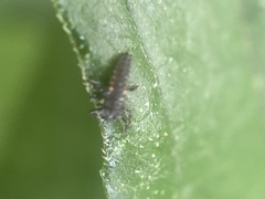 Harmonia axyridis