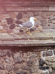 Larus fuscus