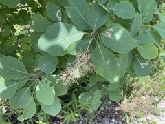 Cameraria cotinivora