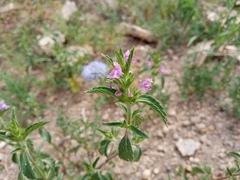 Galeopsis ladanum