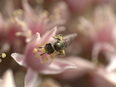 Lasioglossum loetum