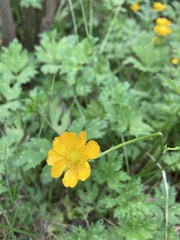 Ranunculus repens