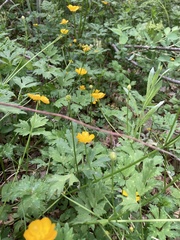 Ranunculus repens