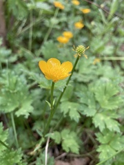 Ranunculus repens