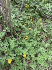 Ranunculus repens