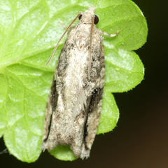 Proteoteras crescentana