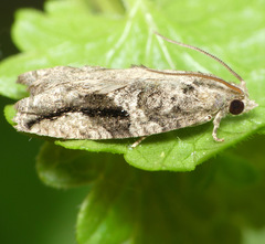 Proteoteras crescentana