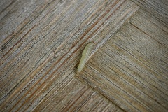Acrolepiopsis assectella