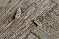 Acrolepiopsis assectella