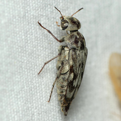 Yakuhananomia bidentata