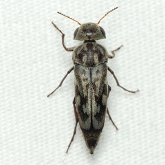 Yakuhananomia bidentata