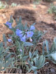 Mertensia lanceolata