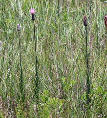 Cirsium lecontei