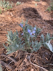 Mertensia lanceolata