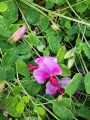 Lathyrus grandiflorus