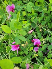 Lathyrus grandiflorus