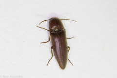 Elaterini