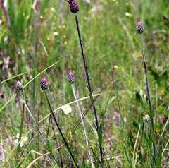 Cirsium lecontei