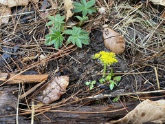 Tauschia nudicaulis