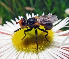 Thecophora fulvipes