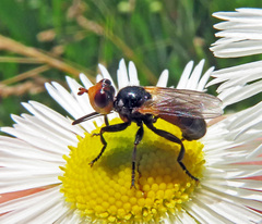 Thecophora fulvipes