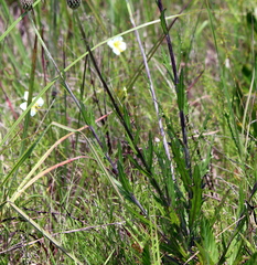 Cirsium lecontei