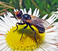 Thecophora fulvipes