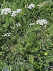 Meum athamanticum