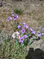 Eustoma russellianum