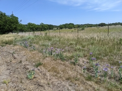 Eustoma russellianum