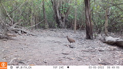 Crypturellus cinereus