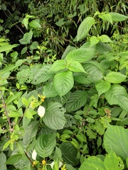 Mussaenda shikokiana